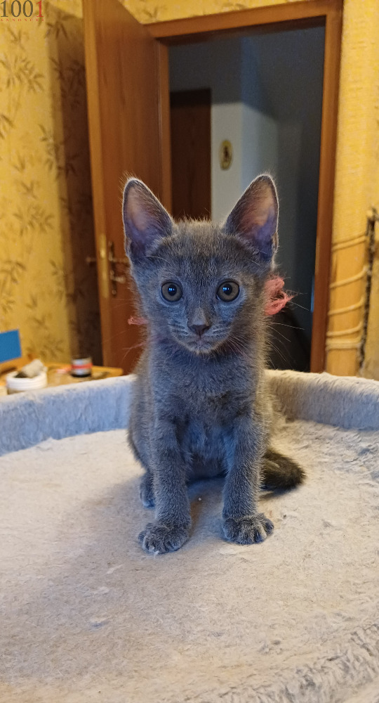 Chaton Chartreux mâle disponible - Chats - Valais - photo 2
