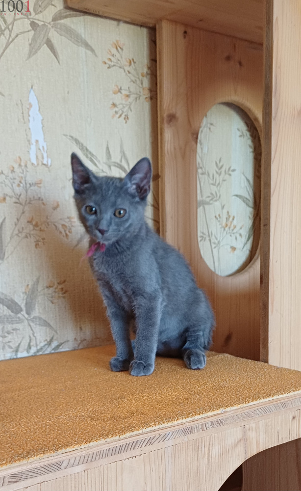 Chaton Chartreux mâle disponible