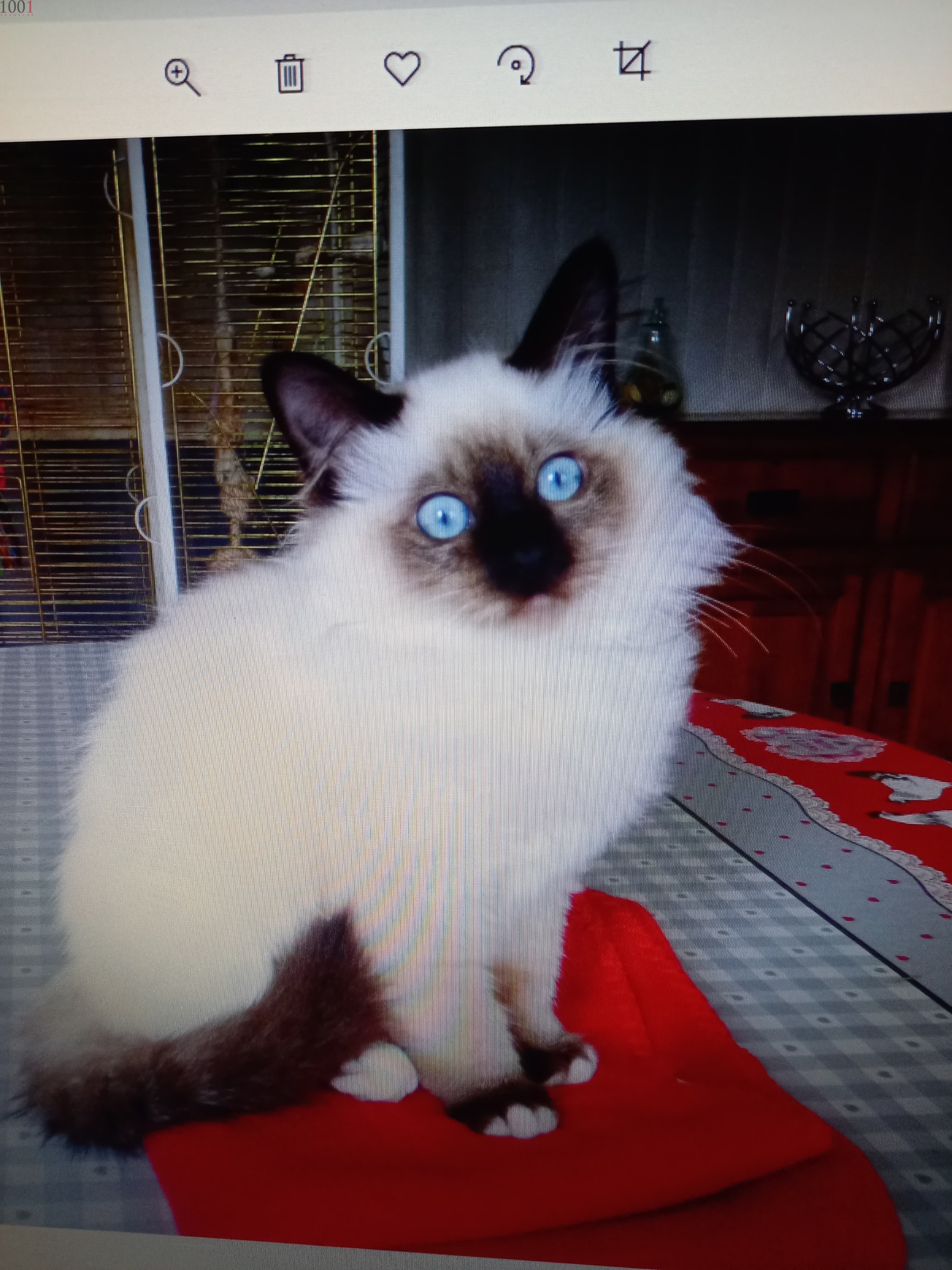 Sacré de Birmanie - Chats - Normandie - photo principale
