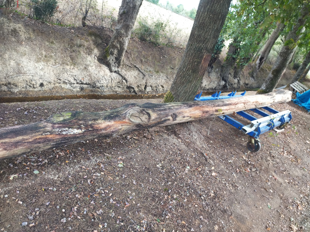 TRONC DE CHËNE POUR CHARPENTE - Bonne affaire - Pays de la Loire - photo 2
